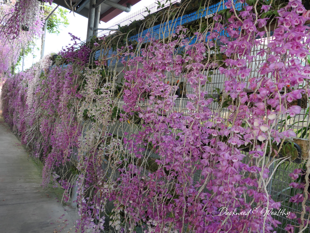 【雲林莿桐景點】「忠雲宮」石斛蘭大爆開|超夢幻花海瀑布隧道∣