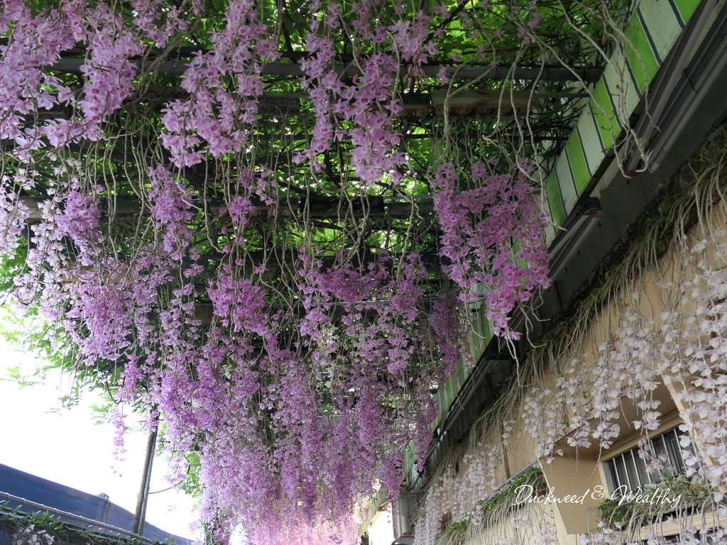 【雲林莿桐景點】「忠雲宮」石斛蘭大爆開|超夢幻花海瀑布隧道∣