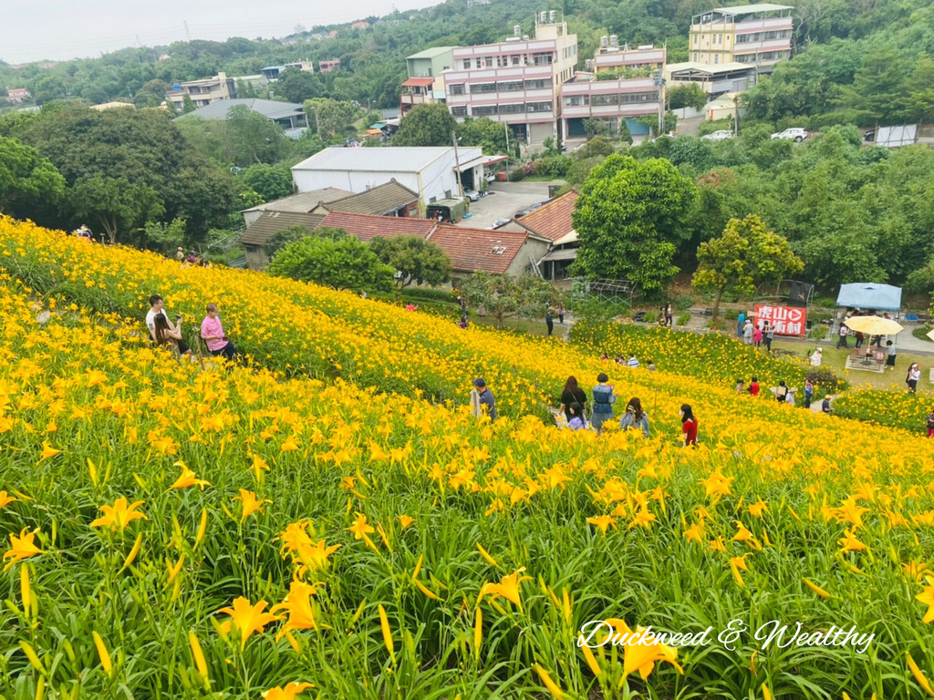 【彰化花壇景點】「虎山巖」金針花盛開賞花推薦|金黃色花海超療