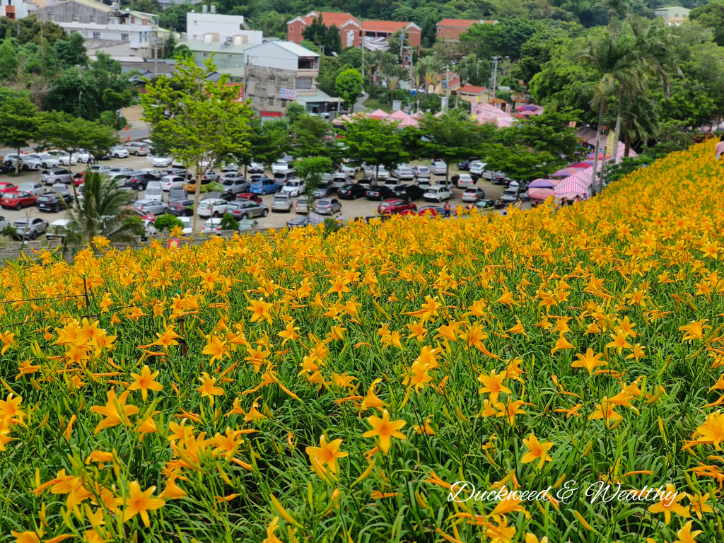 【彰化花壇景點】「虎山巖」金針花盛開賞花推薦|金黃色花海超療