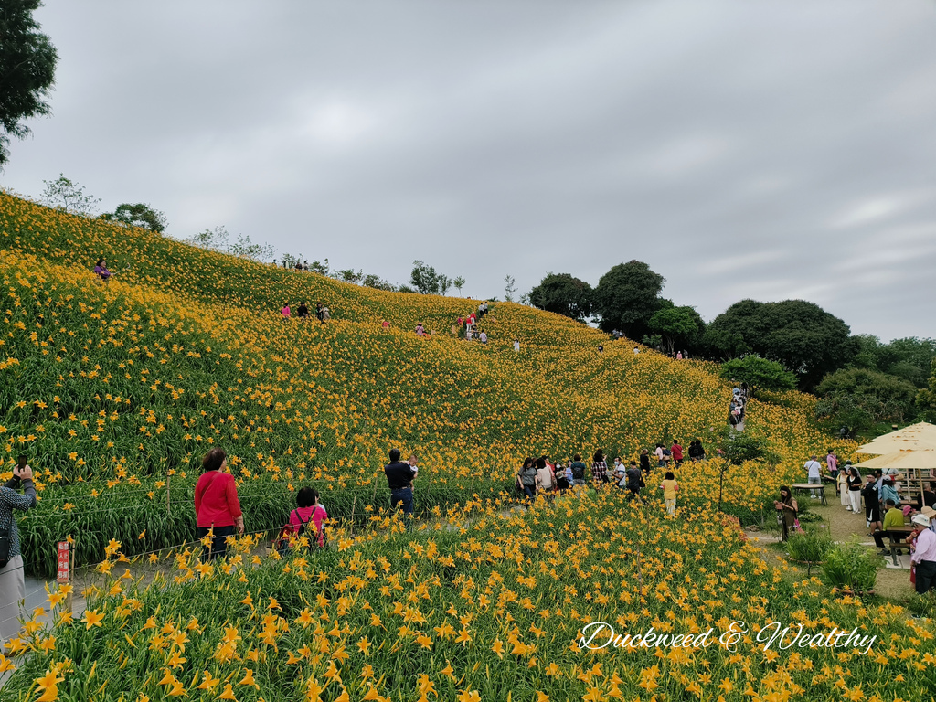 【彰化花壇景點】「虎山巖」金針花盛開賞花推薦|金黃色花海超療