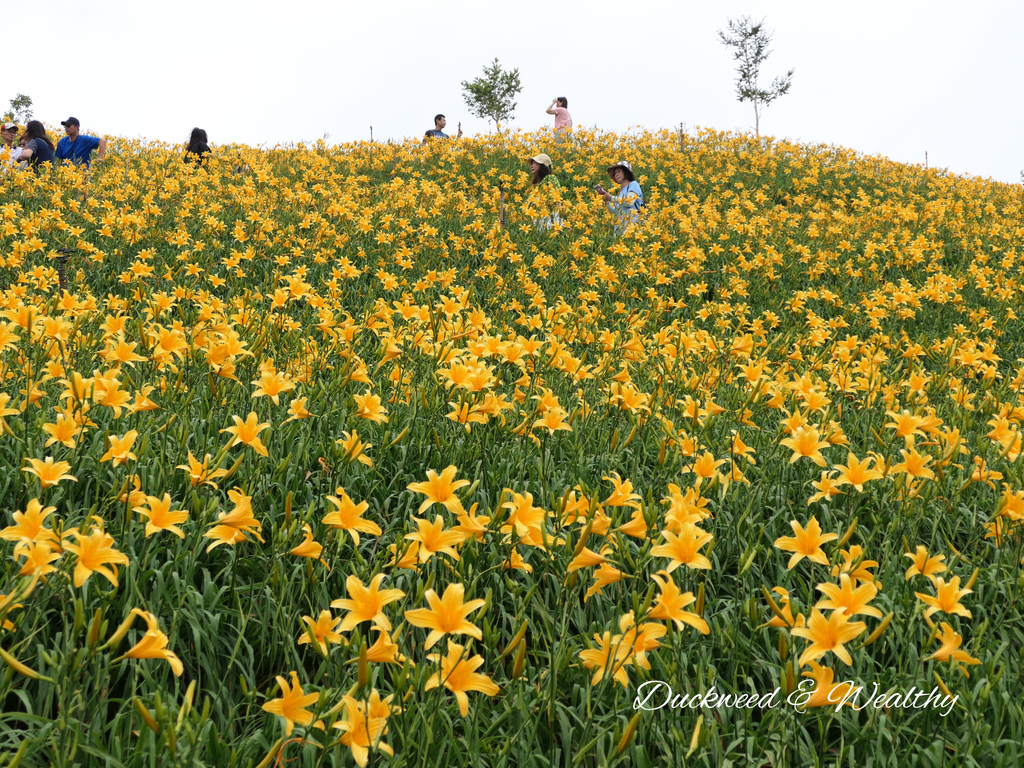 【彰化花壇景點】「虎山巖」金針花盛開賞花推薦|金黃色花海超療