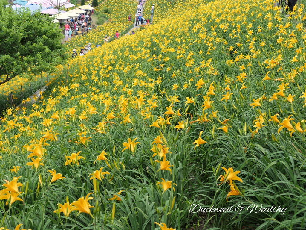 【彰化花壇景點】「虎山巖」金針花盛開賞花推薦|金黃色花海超療