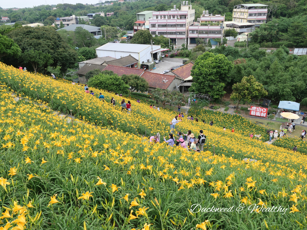 【彰化花壇景點】「虎山巖」金針花盛開賞花推薦|金黃色花海超療