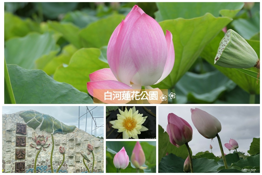 蓮花公園5格.jpg