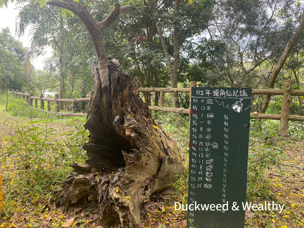 【台南旅遊景點】柳營尖山埤渡假村|日式風幸福洋傘步道|搭船悠