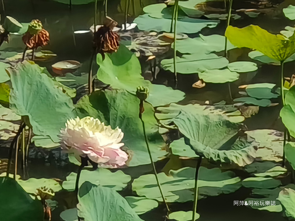 【台南玉井】「白色教堂」隱藏在山林中的夢幻景點| 純白建築中