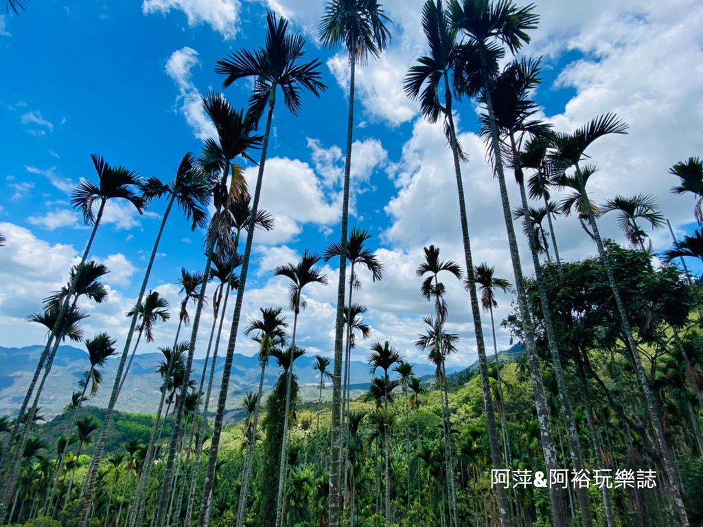 【台南梅嶺景點】「梅嶺風景區」必訪的知名步道群介紹推薦|賞梅