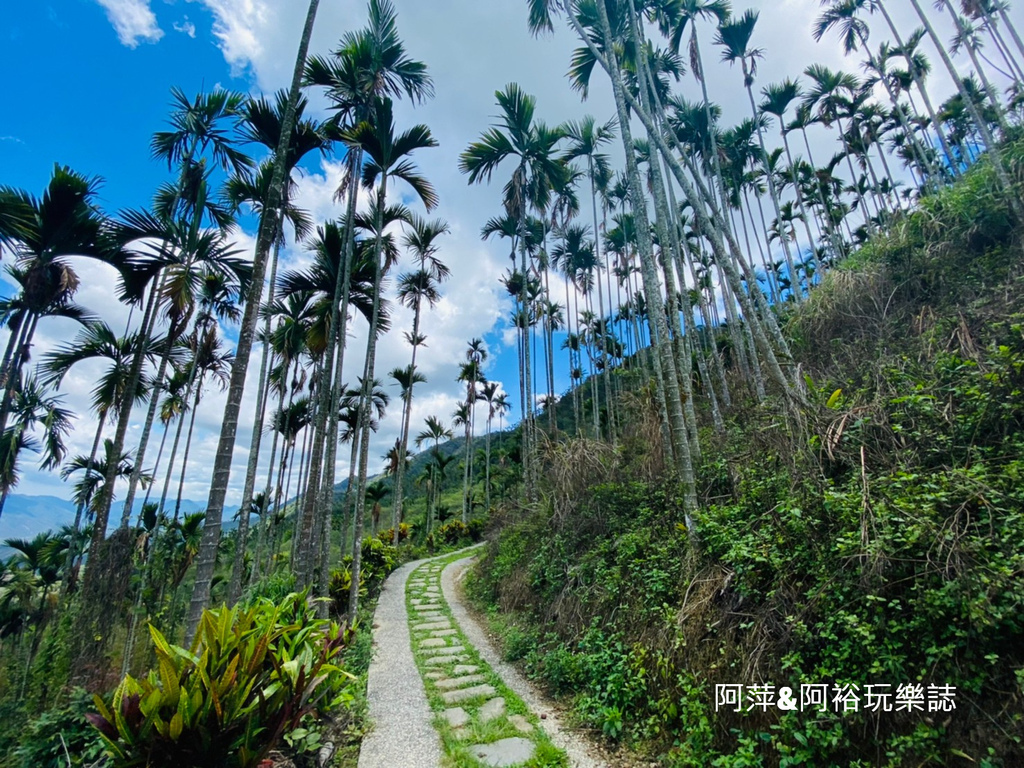 【台南梅嶺景點】「梅嶺風景區」必訪的知名步道群介紹推薦|賞梅