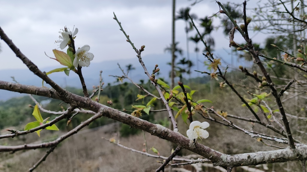 【台南梅嶺景點】「梅嶺風景區」必訪的知名步道群介紹推薦|賞梅