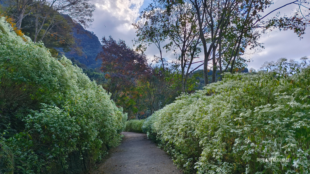 【台中新社】桃李河畔景觀餐廳|浪漫森林玻璃屋｜世外桃源賞花秘