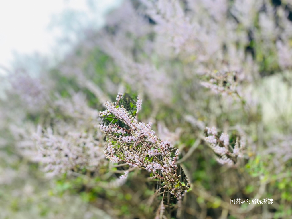 【雲林古坑景點】渾然天成的「萬年峽谷」|鬼斧神工的自然景觀|