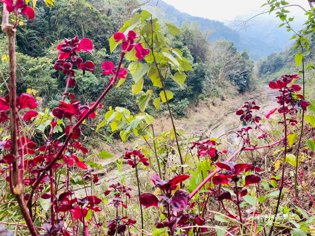 【雲林古坑景點】渾然天成的「萬年峽谷」|鬼斧神工的自然景觀|