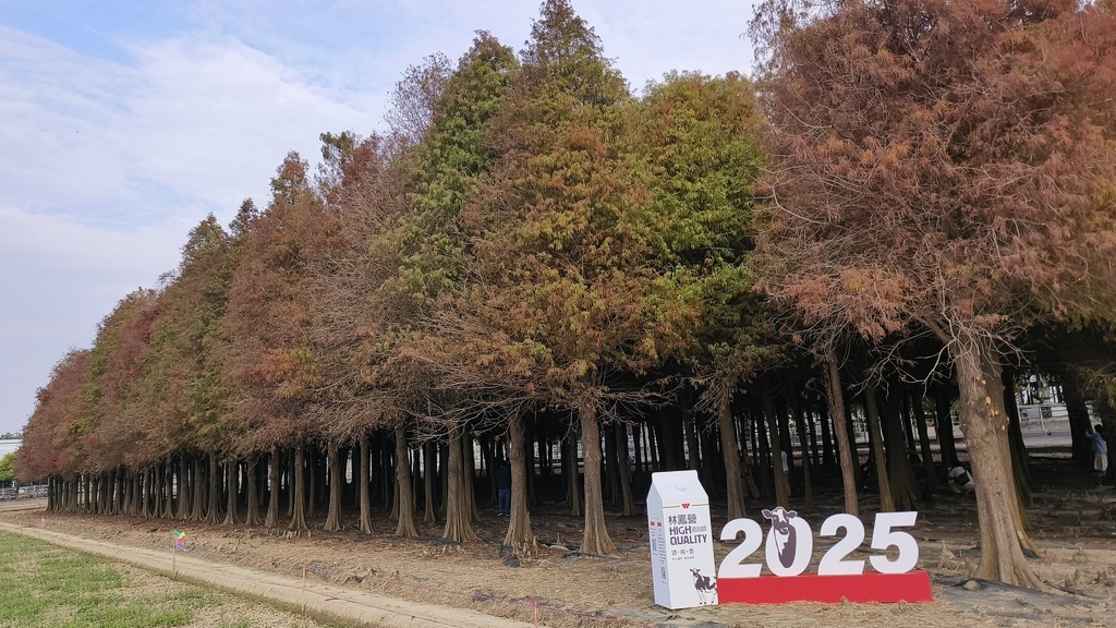 【台南六甲景點】超夢幻六甲落羽松季「悠遊浪漫落羽松」季節限定