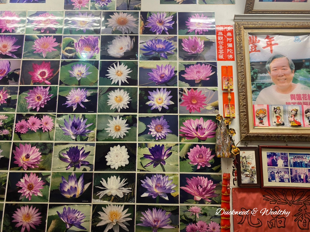 【台南旅遊景點】六甲《九品蓮花生態園區》賞蓮花、品嚐蓮花料理