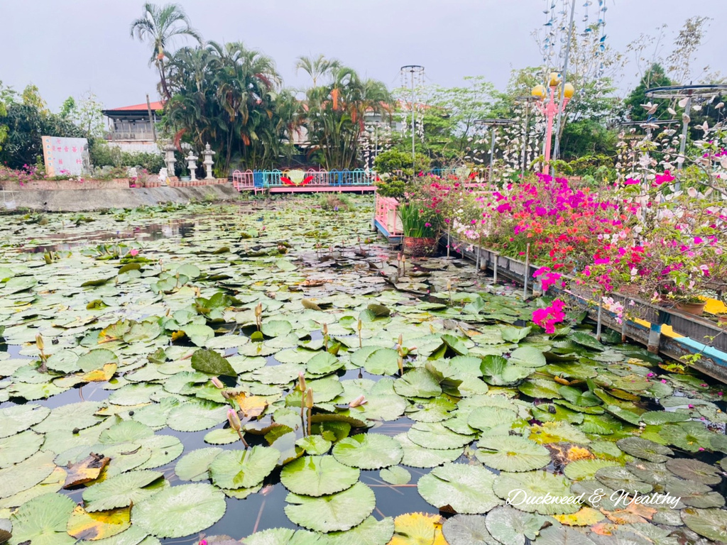 【台南旅遊景點】六甲《九品蓮花生態園區》賞蓮花、品嚐蓮花料理