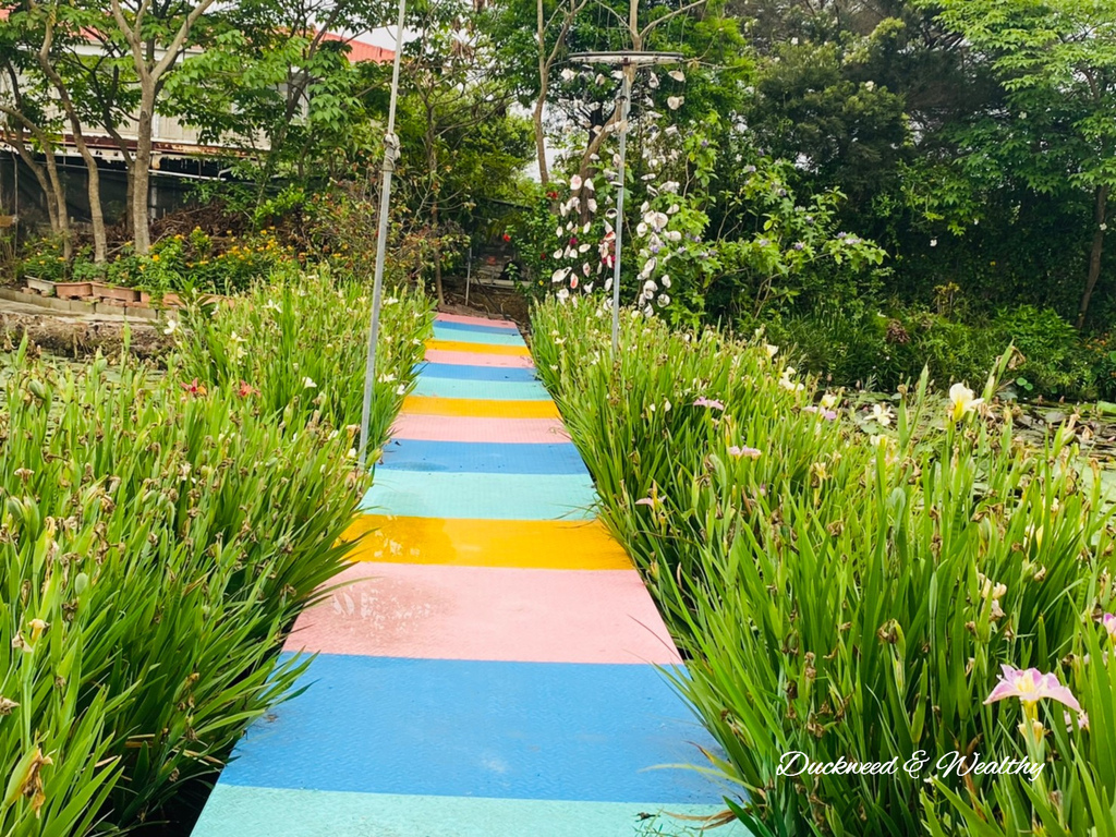 【台南旅遊景點】六甲《九品蓮花生態園區》賞蓮花、品嚐蓮花料理
