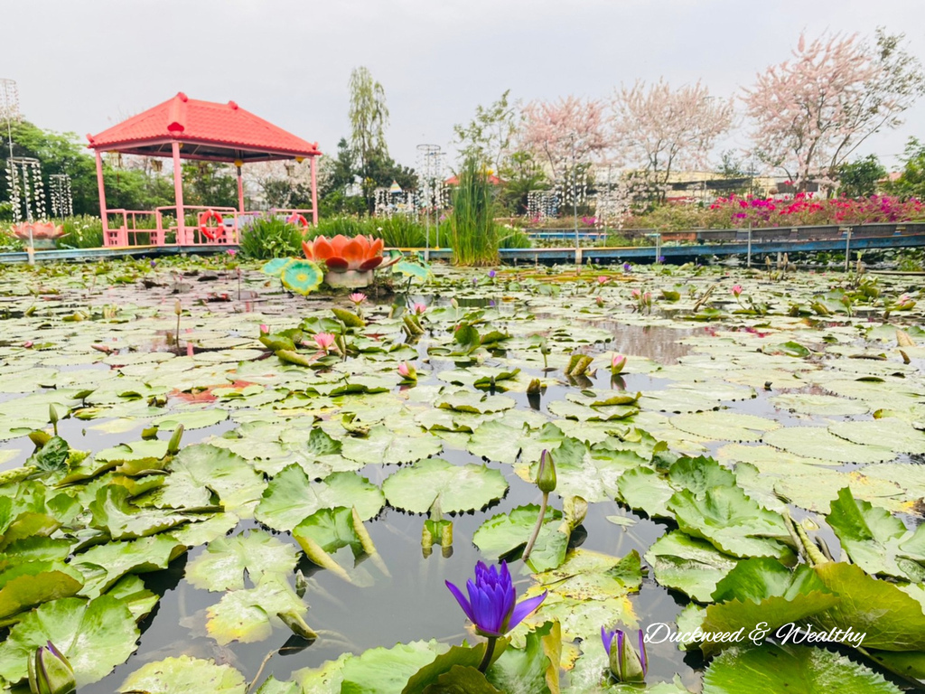 【台南旅遊景點】六甲《九品蓮花生態園區》賞蓮花、品嚐蓮花料理