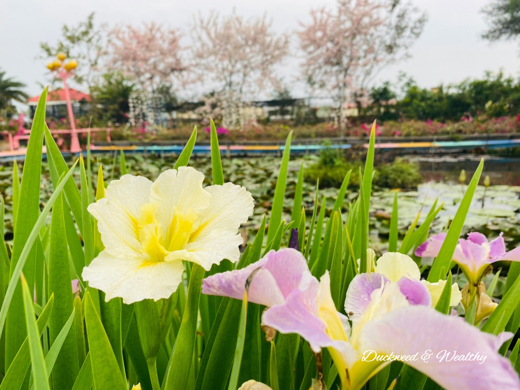 【台南旅遊景點】六甲《九品蓮花生態園區》賞蓮花、品嚐蓮花料理