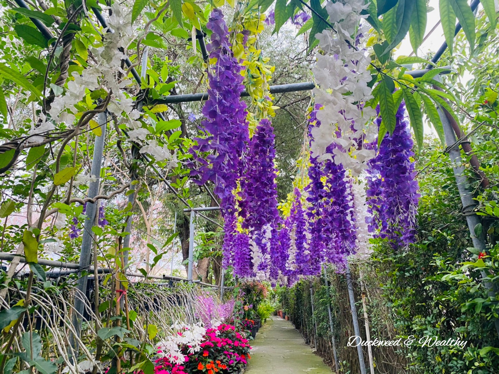 【台南旅遊景點】六甲《九品蓮花生態園區》賞蓮花、品嚐蓮花料理
