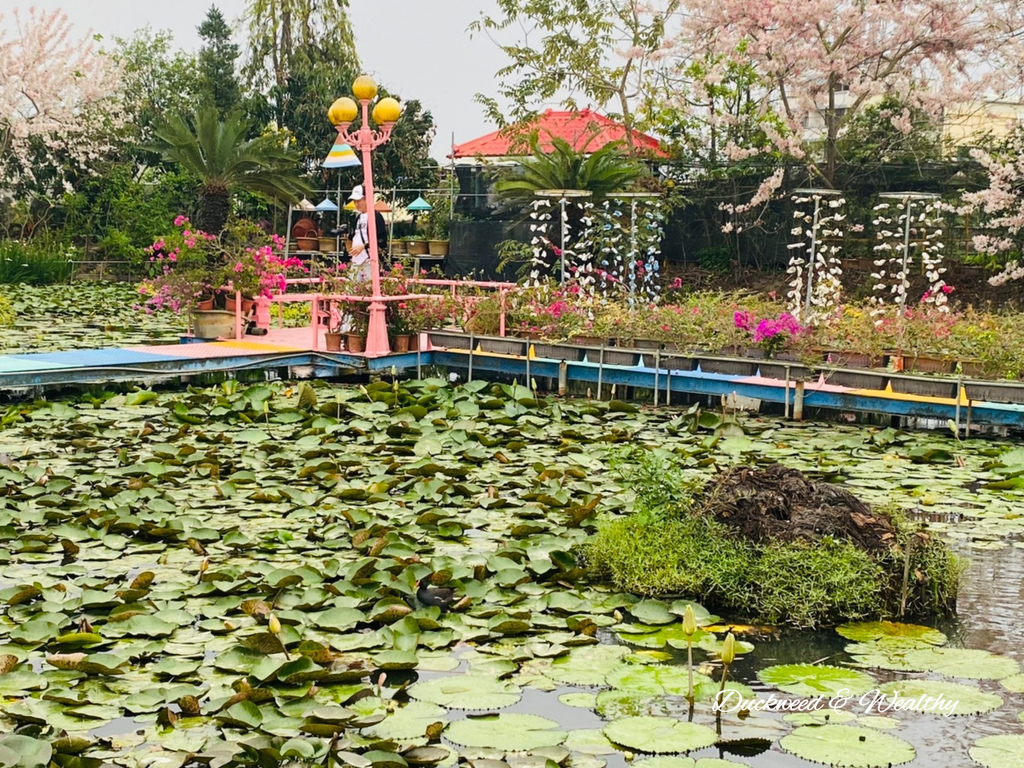 【台南旅遊景點】六甲《九品蓮花生態園區》賞蓮花、品嚐蓮花料理