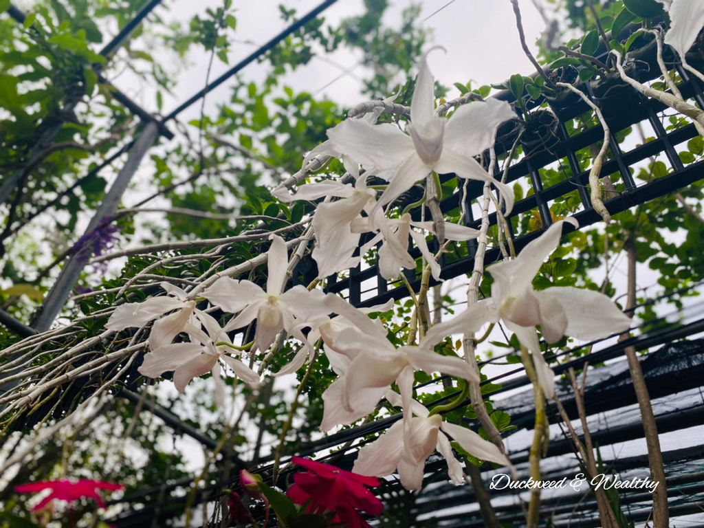 【台南旅遊景點】六甲《九品蓮花生態園區》賞蓮花、品嚐蓮花料理