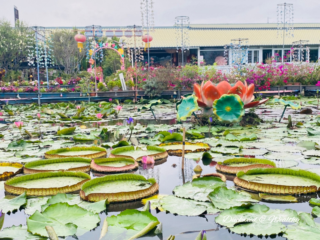 【台南旅遊景點】六甲《九品蓮花生態園區》賞蓮花、品嚐蓮花料理