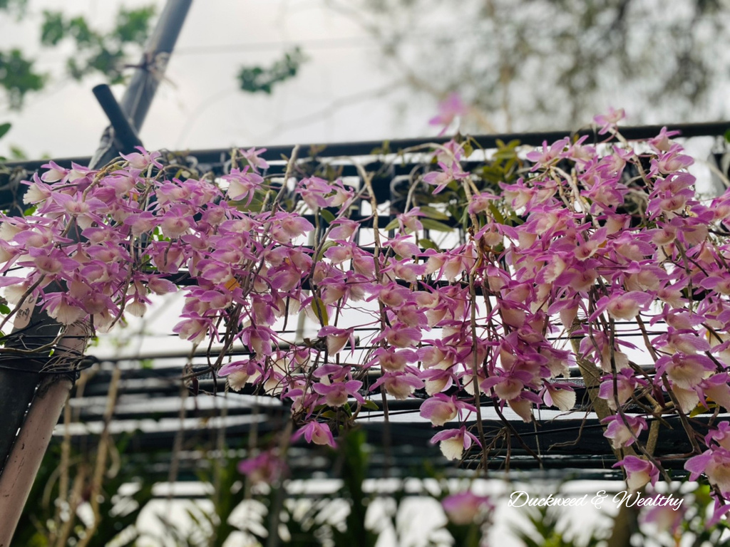 【台南旅遊景點】六甲《九品蓮花生態園區》賞蓮花、品嚐蓮花料理