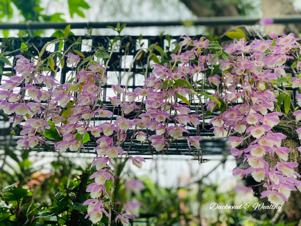 【台南旅遊景點】六甲《九品蓮花生態園區》賞蓮花、品嚐蓮花料理