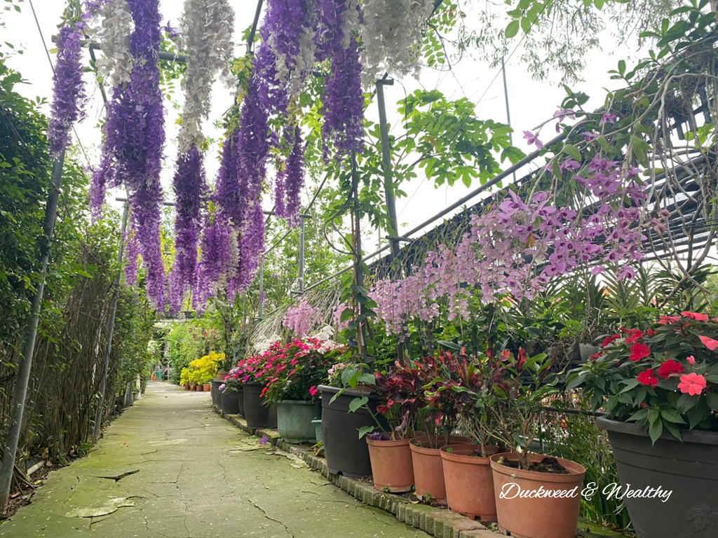 【台南旅遊景點】六甲《九品蓮花生態園區》賞蓮花、品嚐蓮花料理