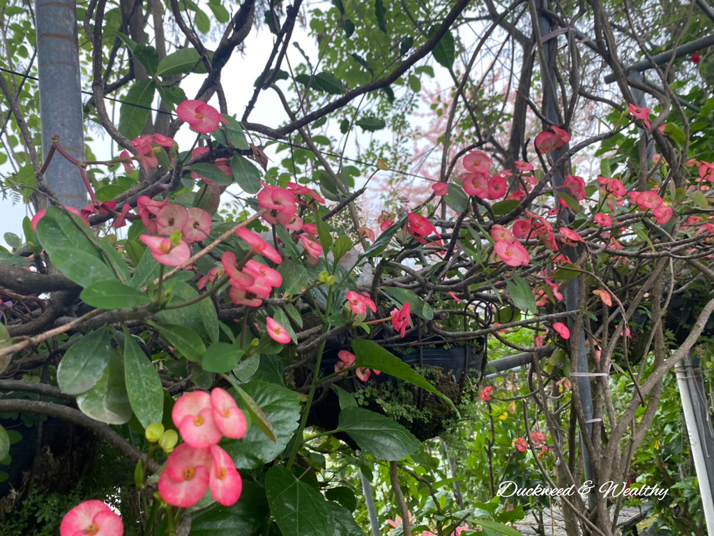 【台南旅遊景點】六甲《九品蓮花生態園區》賞蓮花、品嚐蓮花料理