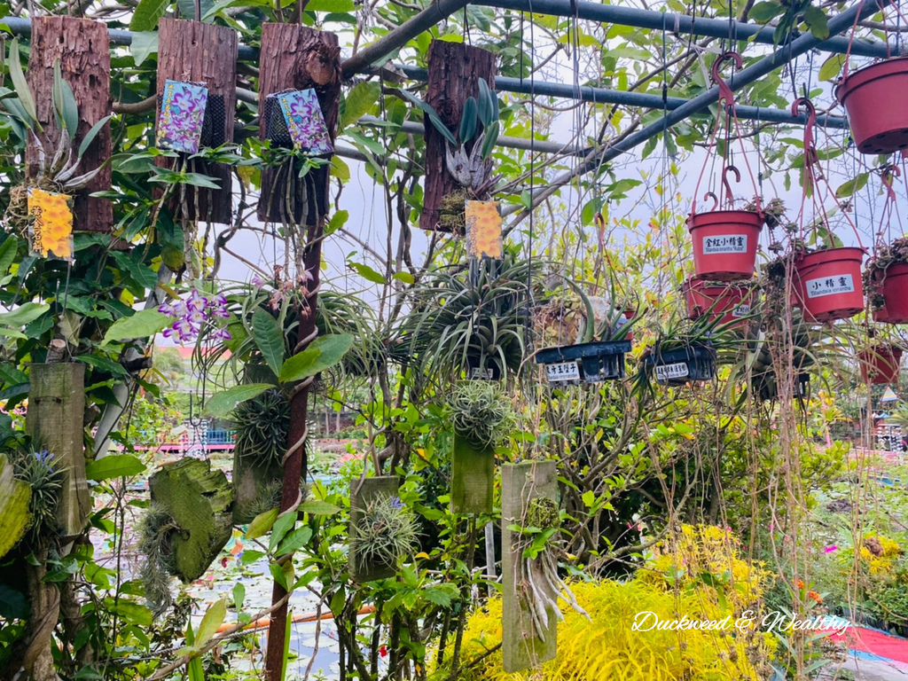 【台南旅遊景點】六甲《九品蓮花生態園區》賞蓮花、品嚐蓮花料理