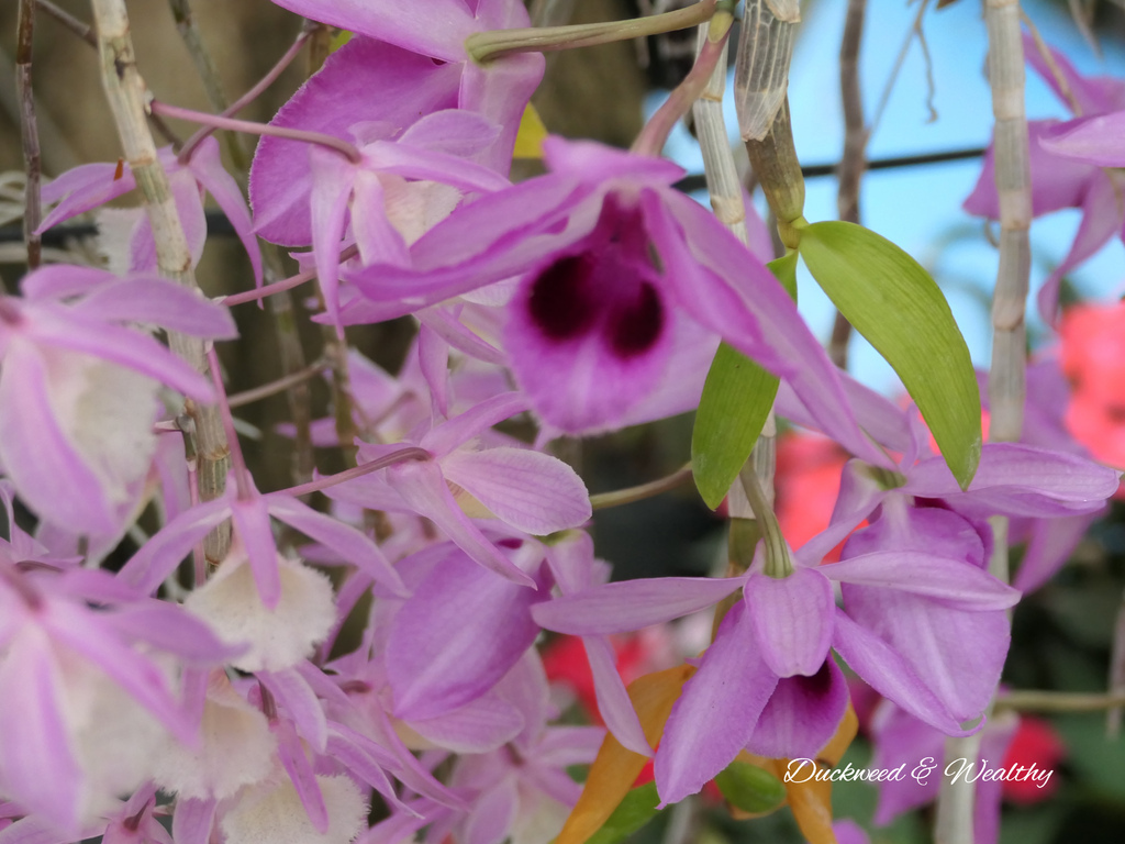 【台南旅遊景點】六甲《九品蓮花生態園區》賞蓮花、品嚐蓮花料理