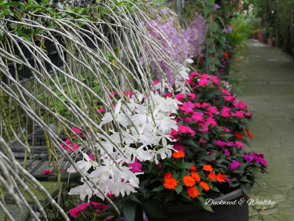 【台南旅遊景點】六甲《九品蓮花生態園區》賞蓮花、品嚐蓮花料理