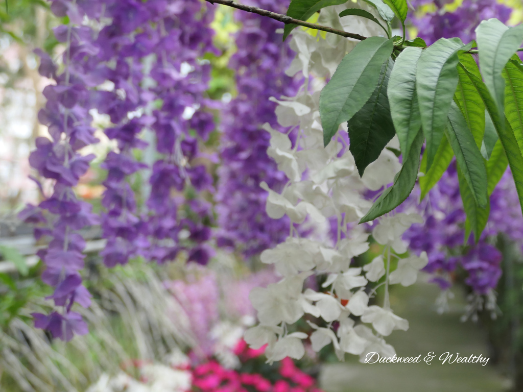 【台南旅遊景點】六甲《九品蓮花生態園區》賞蓮花、品嚐蓮花料理