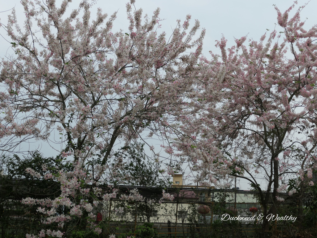 【台南旅遊景點】六甲《九品蓮花生態園區》賞蓮花、品嚐蓮花料理
