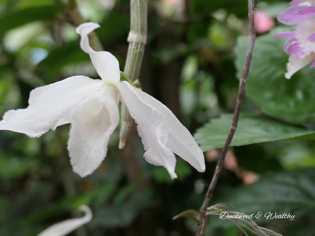 【台南旅遊景點】六甲《九品蓮花生態園區》賞蓮花、品嚐蓮花料理