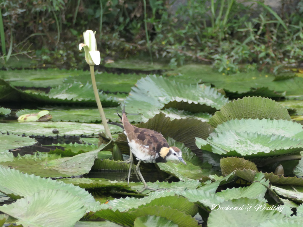 【台南旅遊景點】六甲《九品蓮花生態園區》賞蓮花、品嚐蓮花料理