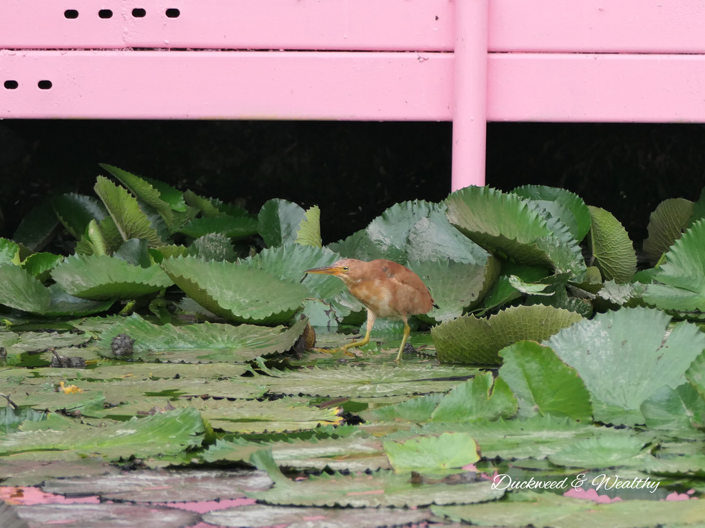 【台南旅遊景點】六甲《九品蓮花生態園區》賞蓮花、品嚐蓮花料理