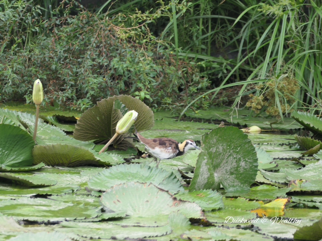【台南旅遊景點】六甲《九品蓮花生態園區》賞蓮花、品嚐蓮花料理