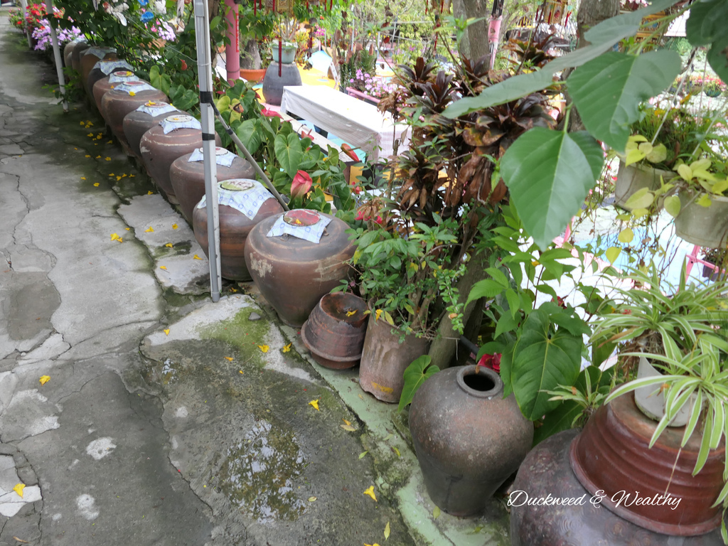 【台南旅遊景點】六甲《九品蓮花生態園區》賞蓮花、品嚐蓮花料理