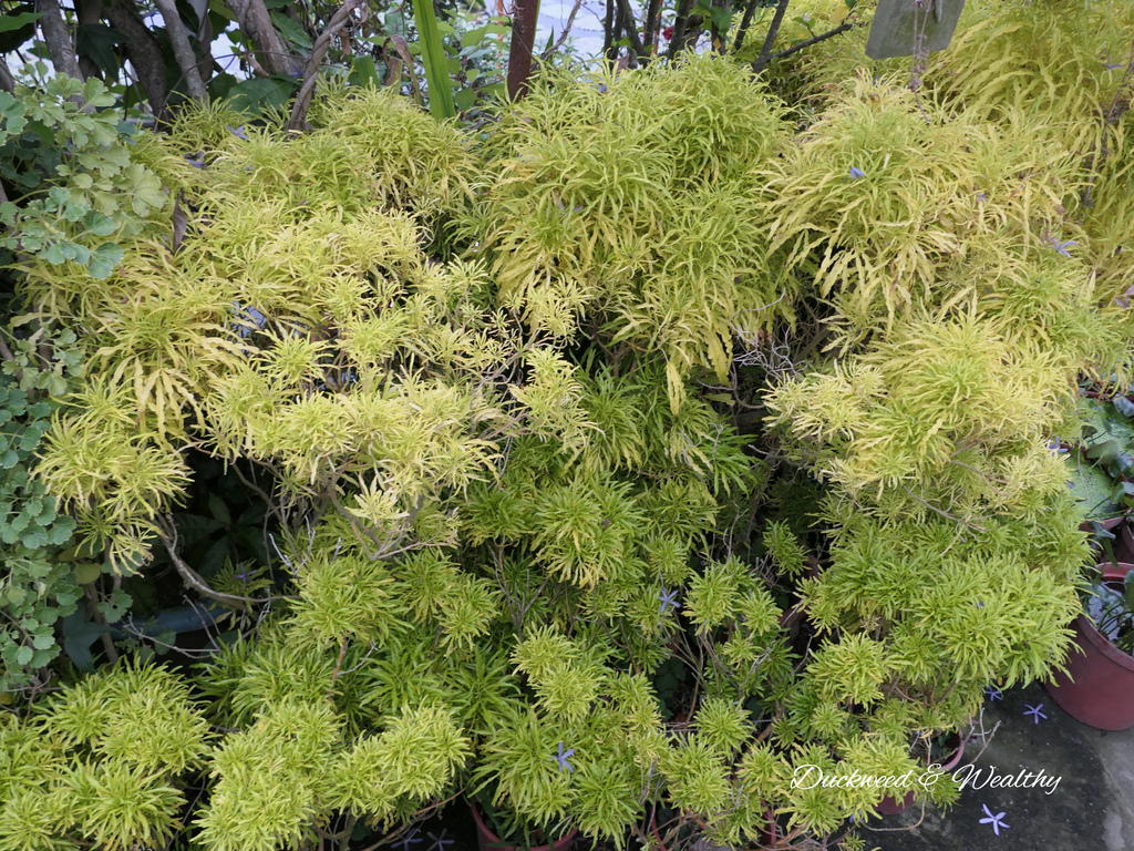 【台南旅遊景點】六甲《九品蓮花生態園區》賞蓮花、品嚐蓮花料理