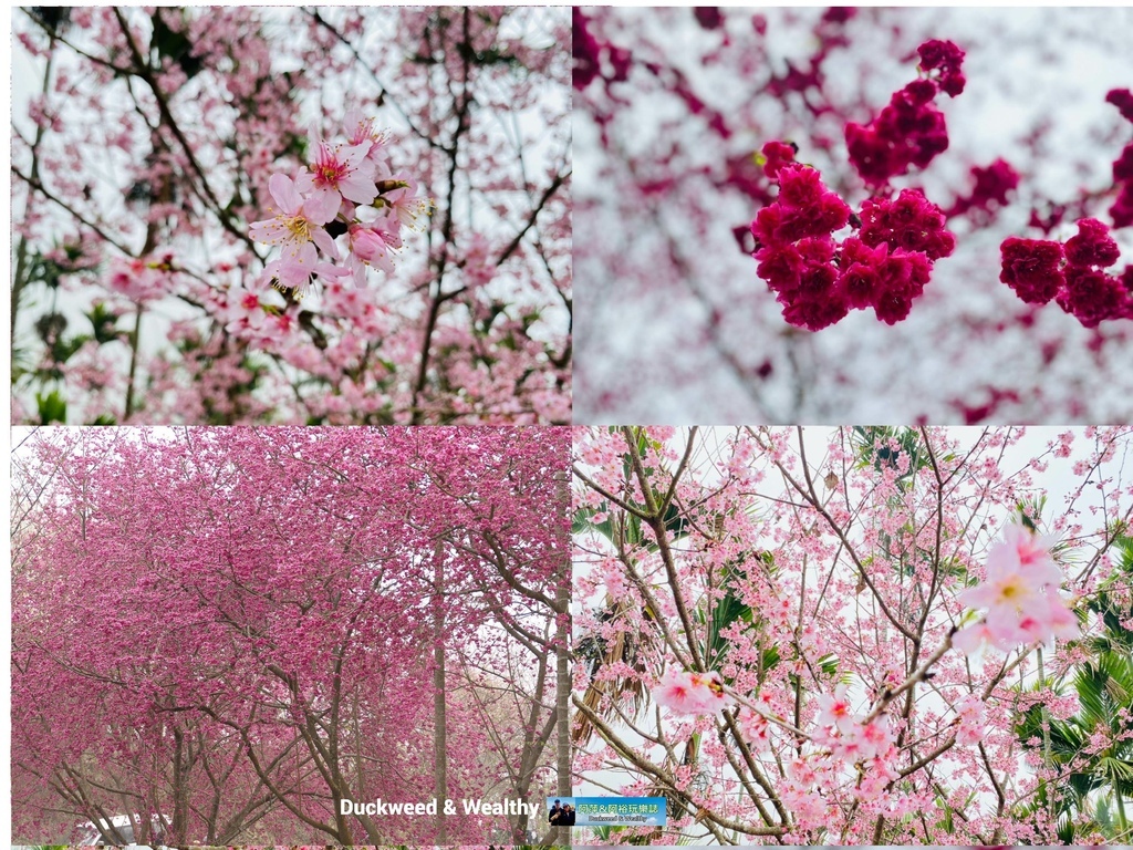 青山坪櫻花.jpg