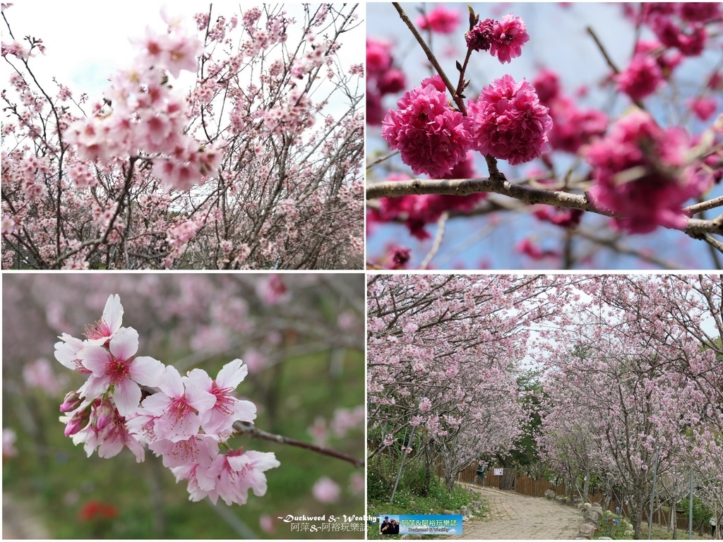 櫻花鳥森林.jpg