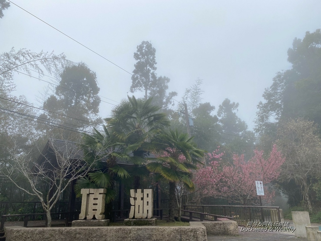 大凍山之櫻.jpg