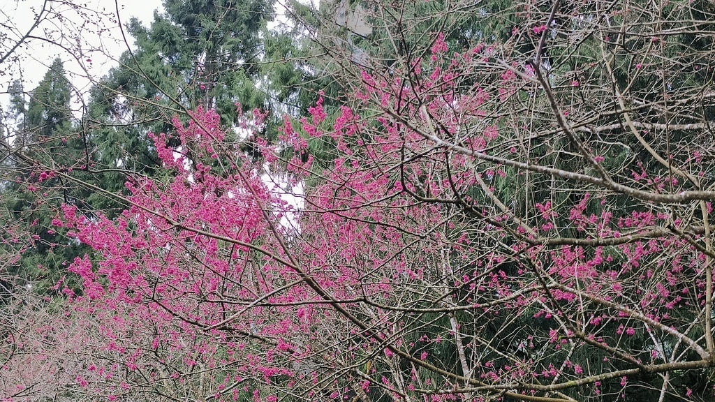 【賞櫻超夯景點】探索推薦最美櫻花.|賞櫻追櫻熱門景點|如沐在