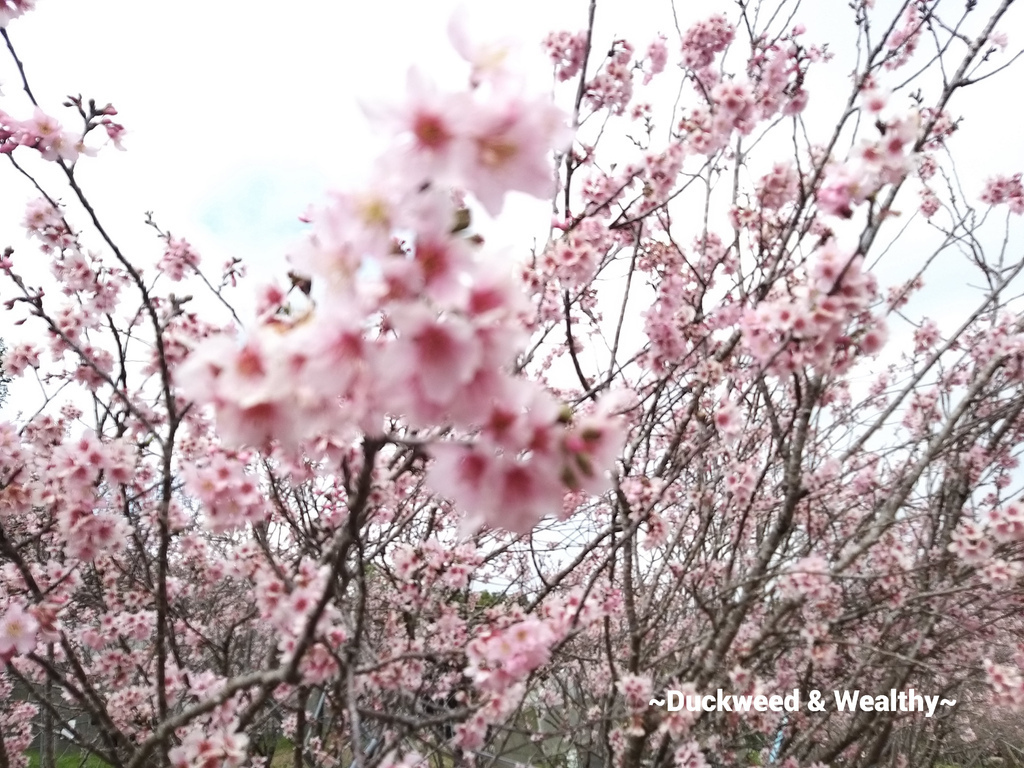 櫻花鳥森林4.jpg