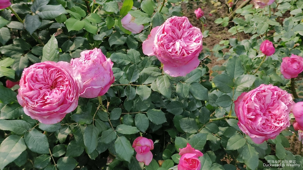 【台南〪後壁】「雅聞湖濱療癒森林」玫瑰花季|超夢幻法式玫瑰花