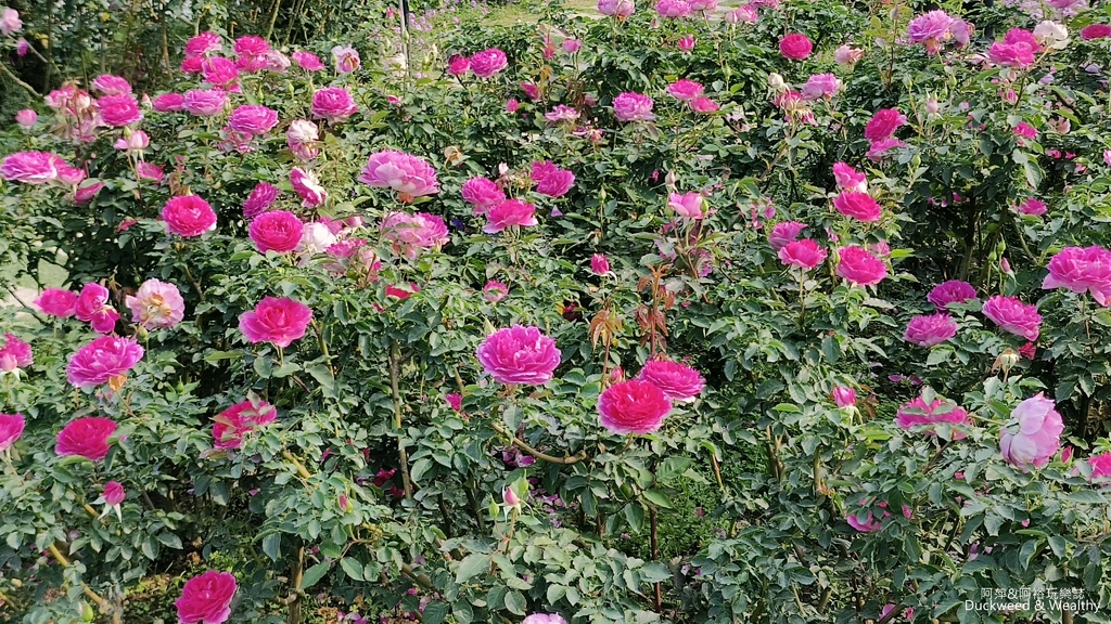 【台南〪後壁】「雅聞湖濱療癒森林」玫瑰花季|超夢幻法式玫瑰花