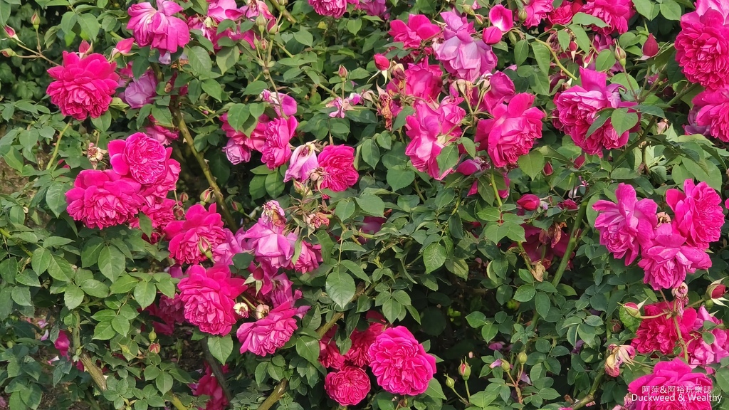 【台南〪後壁】「雅聞湖濱療癒森林」玫瑰花季|超夢幻法式玫瑰花